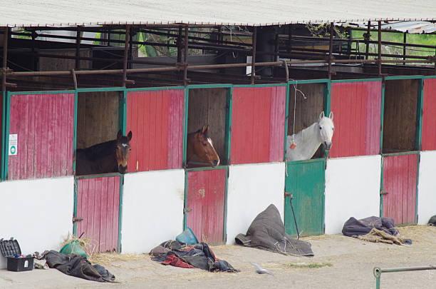 three colored horses looking out from the stable