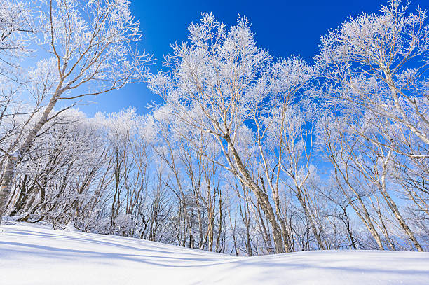 istock Mt. Akagi's frost 2222588163