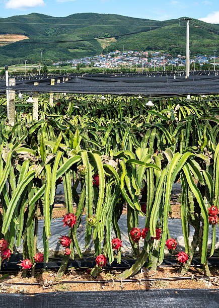Expansive Asian Dragon Fruit Farm with Abundant Red Fruit and Mountain Backdrop