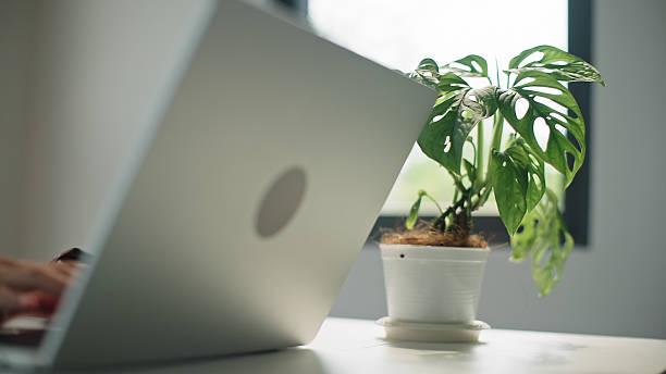 Asian young woman taking care of houseplants on home desk.