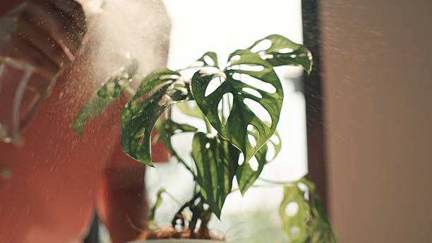 istock Spraying water on houseplants. 2222589426