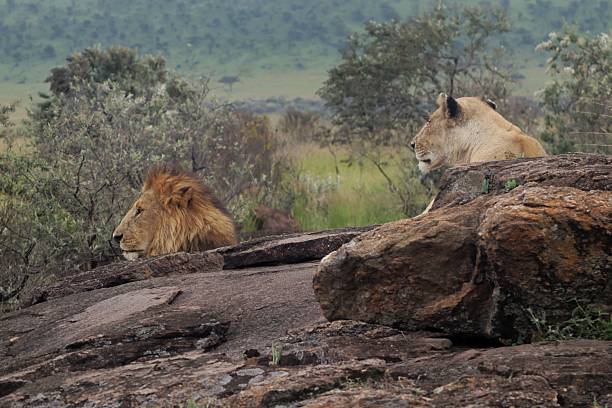 istock Lion and lioness heads 2222590645