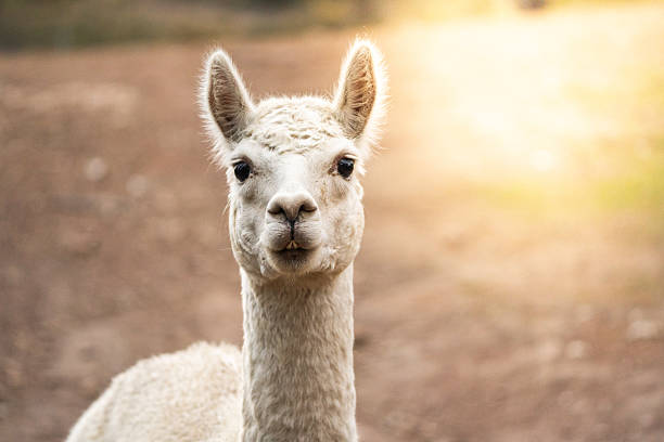 istock An alpaca gazes into the camera with soft sunlight illuminating its face against a blurred rural backdrop. 2222591392