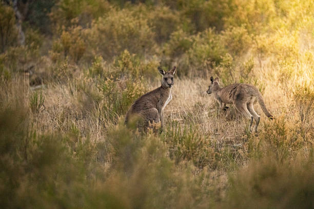 istock Eastern Grey Kangaroos bask in the warm evening light while foraging in a natural Australian bush setting. 2222591394