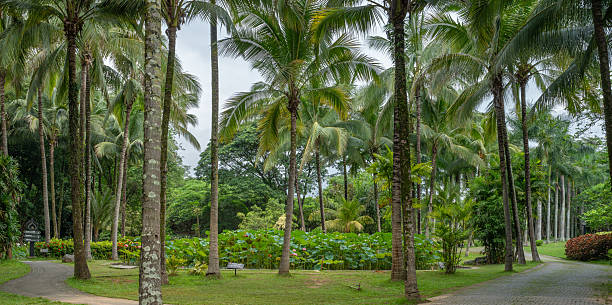 istock Lush Tropical Botanical Garden with Diverse Palm Trees and Pathways 2222591665