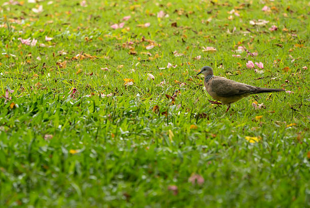 Beautiful grey doves on green grass outdoors, closeup