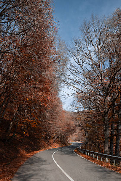 istock Road through the autumn forest 2222594532