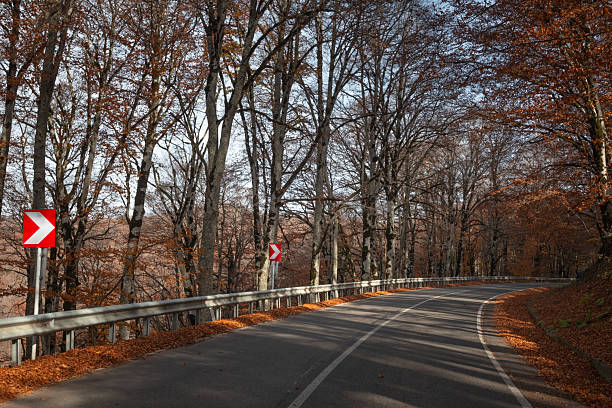 Road through the autumn forest