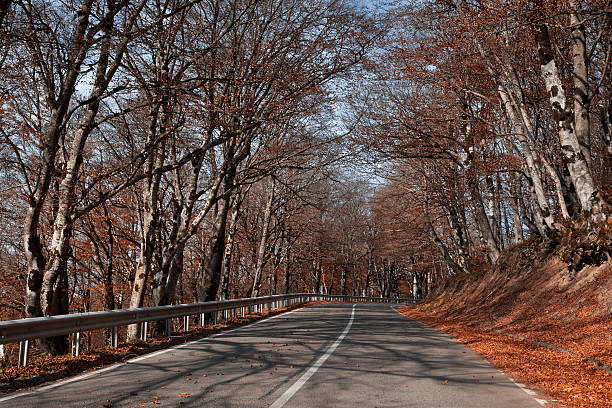 Road through the autumn forest