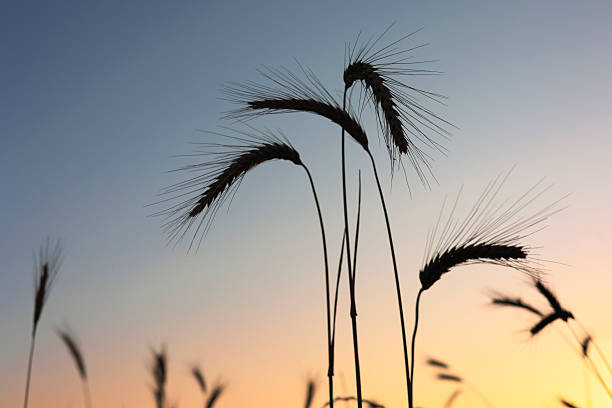 Ears of Rye at Sunset