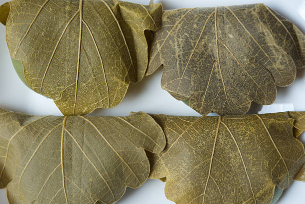 Macrophotography of kashiwa mochi.