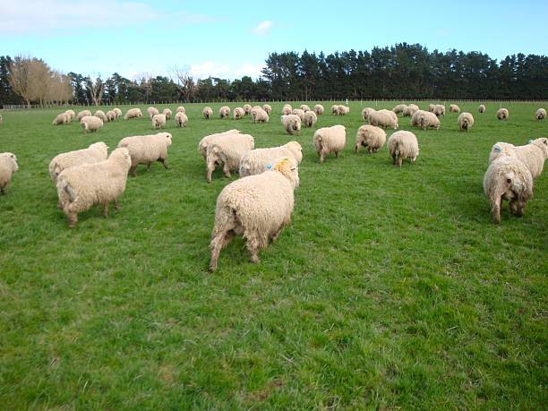 istock Herd of sheep on on high intensive grass system project. Livestock ranch 2222598015