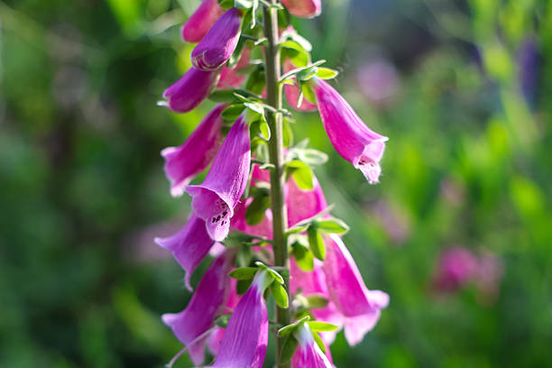 Close up of vibrant purple foxglove blossoms, showcasing their delicate beauty and adding a touch of elegance to a lush garden setting