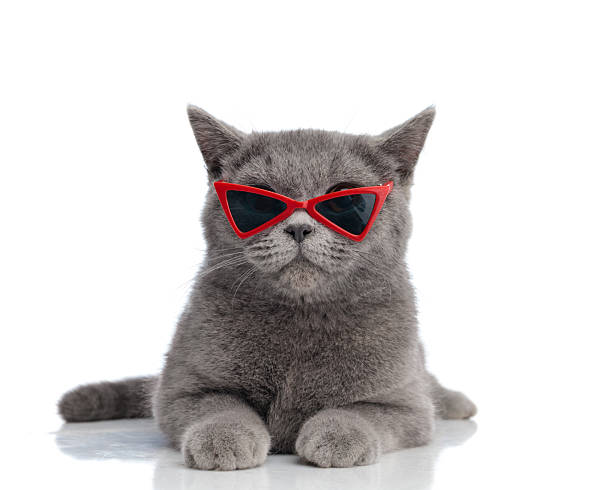 istock funny british short hair cat with red triangle sunglasses laying down 2222600651