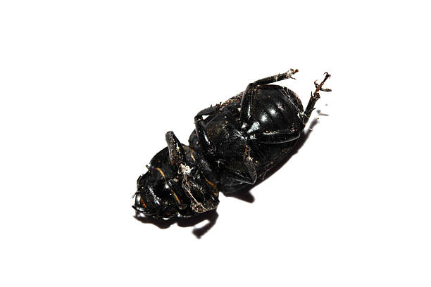 Photographing a longhorn beetle, Mesoprionus besikanus in nature with an vintage camera