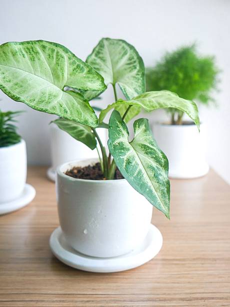 istock Decoration plant on pot isolated on white background 2222603344