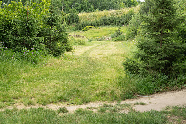 A winding path leads through a vibrant meadow, bordered by tall grass and dense shrubs. Sunlight filters through the greenery, creating a peaceful atmosphere in nature.