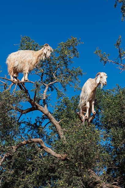 istock Tree-climbing goats in the Moroccan countryside – rare and surprising behavior captured in natural daylight, ideal for exotic animal and cultural themes 2222603896