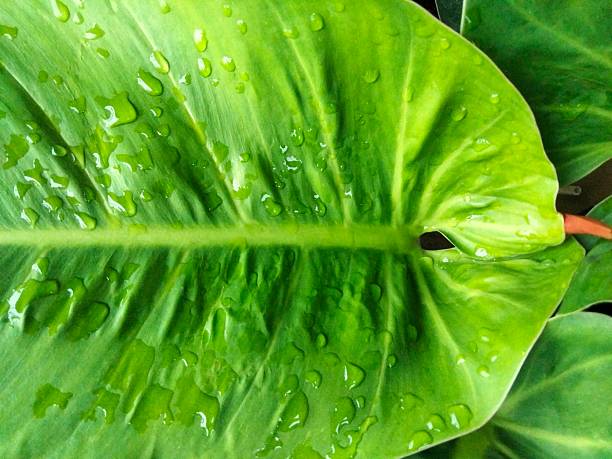 Close up of beautiful water drops on leaf after rainy. Nature concept.