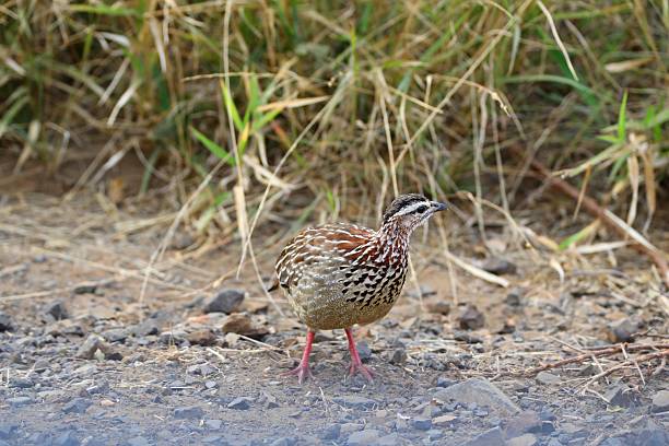 istock Coqui Francolin Standing Alert on Rocky Path in African Grasslands 2222604268