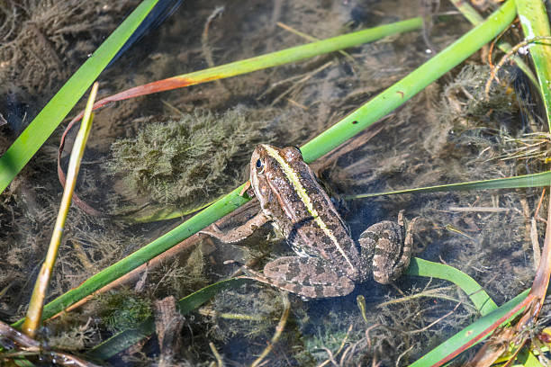 istock A large green frog sits in the marsh. 2222605384