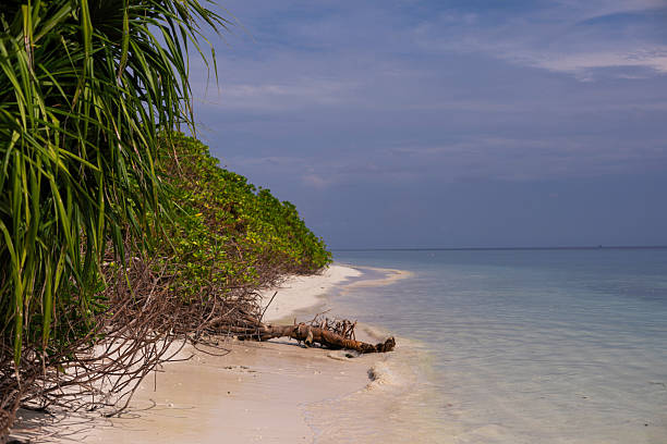 istock Peaceful Remote Beach in Maldives with Overgrown Greenery, Washed-Up Tree Trunk and Tranquil Transparent Seawater 2222606646