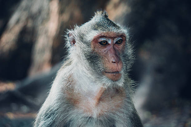 istock Little Monkey at Chomphon Cave, Thailand 2222608698