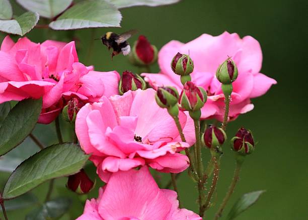 A bumblebee flies along the flowers, choosing the right one.