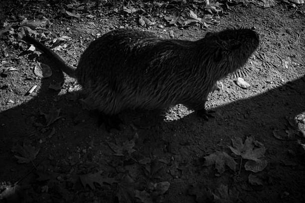 Nutria on the Shooters Island, Vltava river, Prague