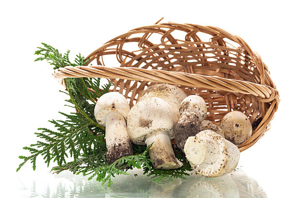 istock Fresh raw champignons with basket isolated on white background 2222610228