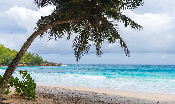 istock Mahe island, Seychelles. A serene tropical beach scene with a leaning palm tree 2222611041