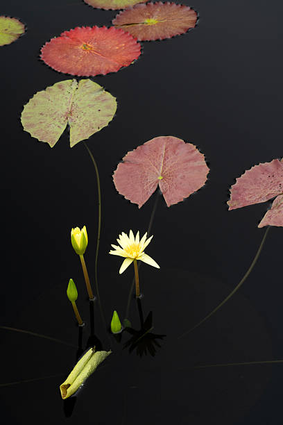 istock Waterlily in blossom 2222612518