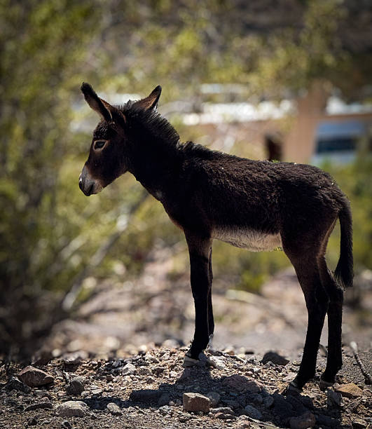istock Just a little baby 2222615349