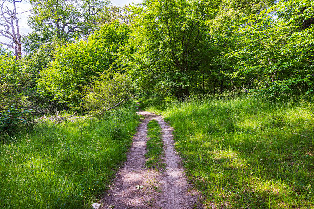 istock Sunny forest path with green grass and trees on both sides during summer in quiet woodland. Sweden. 2222616095