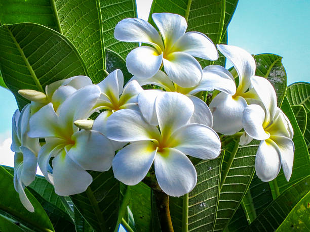 White, yellow Frangipani flower with dew, white background with copy space, full frame horizontal composition