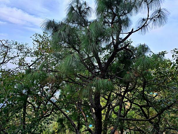 Pinus roxburghii, chir pine, longleaf Indian pine, Pinus longifolia, Himalayan pine, tree