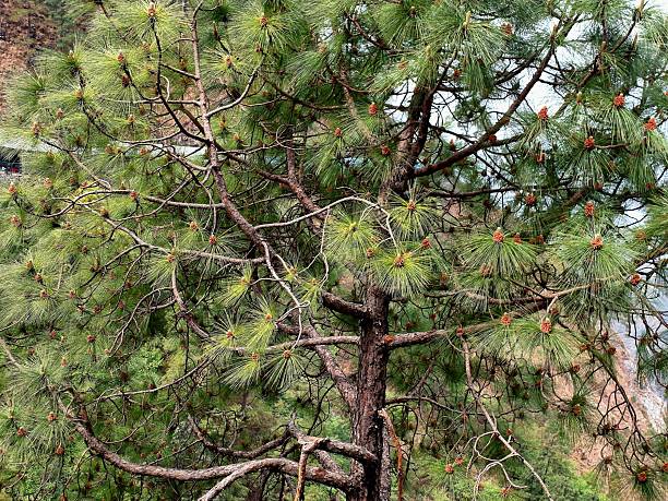Chirpine Tree 100+ Chir Pine Stock Photos, Pictures & Royalty-Free Images - iStock