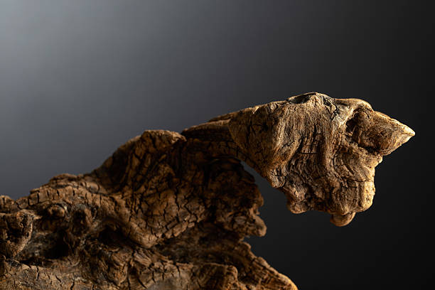 Dried wooden snag on a black background. Eco product concept. Place your product on a snag. Copy space.