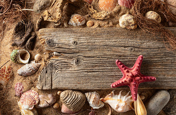 istock Beach themed background with driftwoods, shells, stones, and sand. 2222620234