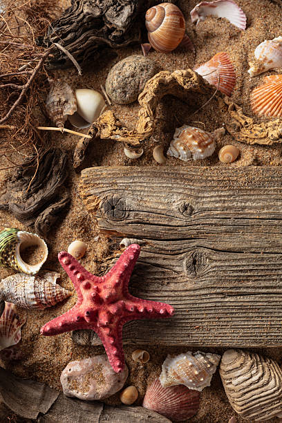 istock Beach themed background with driftwoods, shells, stones, and sand. 2222620238