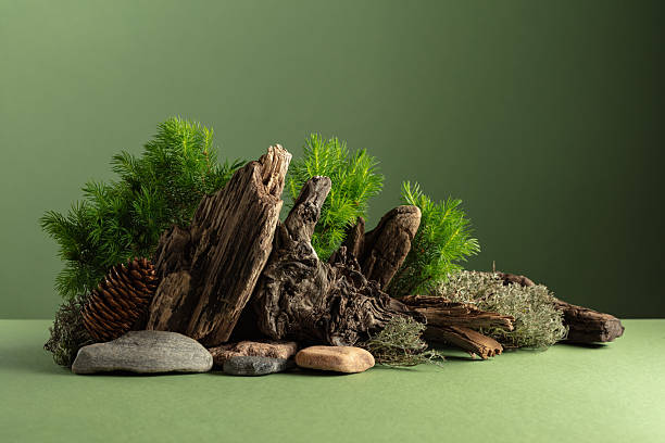 istock Abstract nature scene with a composition of spruce branches, stones, and dry snags. 2222620249