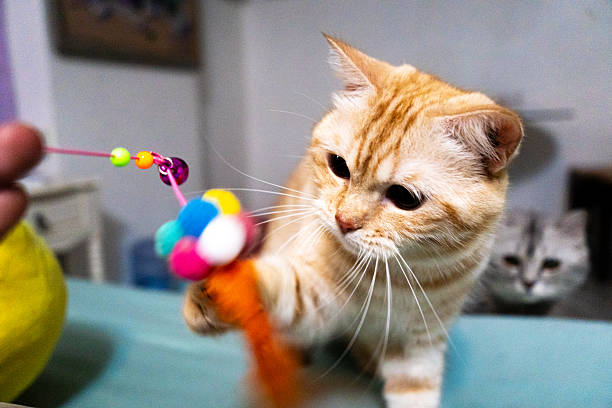 istock Orange cat playing with toys. 2222621525