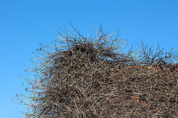 istock Dense tangle of leafless woody vines against blue sky 2222621965