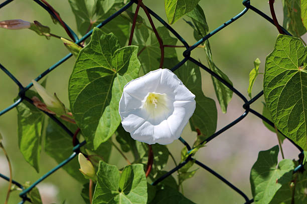 Hedge bindweed Calystegia sepium, also called wild morning glory, features a large white trumpet-shaped flower and arrow-shaped leaves, climbing a green chain-link fence in bright sunlight