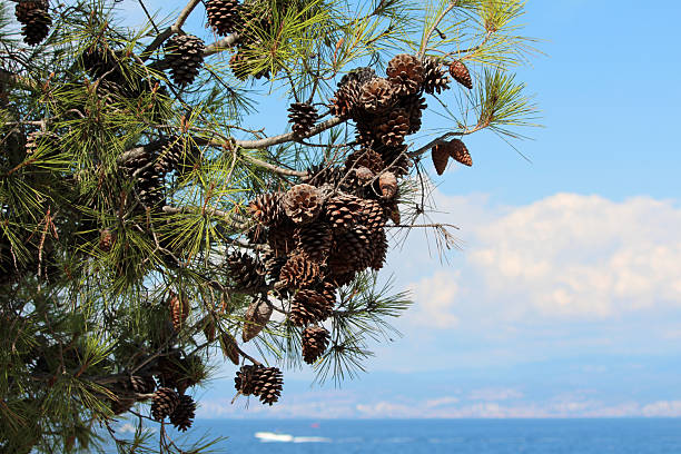 A pine cone imaged from the top on a white background.