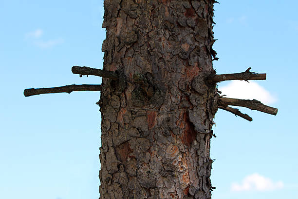 Pine Pinus, also called Scots pine and forest pine, shows a rough brown trunk with several dead lateral branches protruding, set against a clear blue sky in daylight