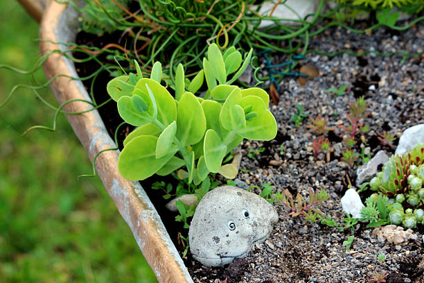 istock Sedum kamtschaticum succulent in stone container with painted rock 2222622987