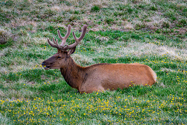 A bull elk laying down while eating yellow flowers in a meadow in Rocky Mountain National Park.