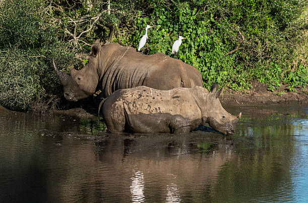A front portrait of a male bull white Rhino in Kruger national park during our stay in Marloth park