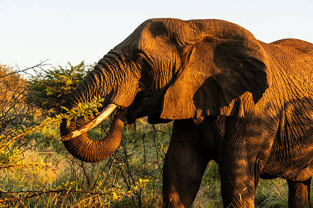 An African elephant grazes on thorny vegetation under the warm glow of the setting sun in South Africa. The golden-hour light highlights the textures of its skin and tusks, capturing a peaceful moment in the wild.